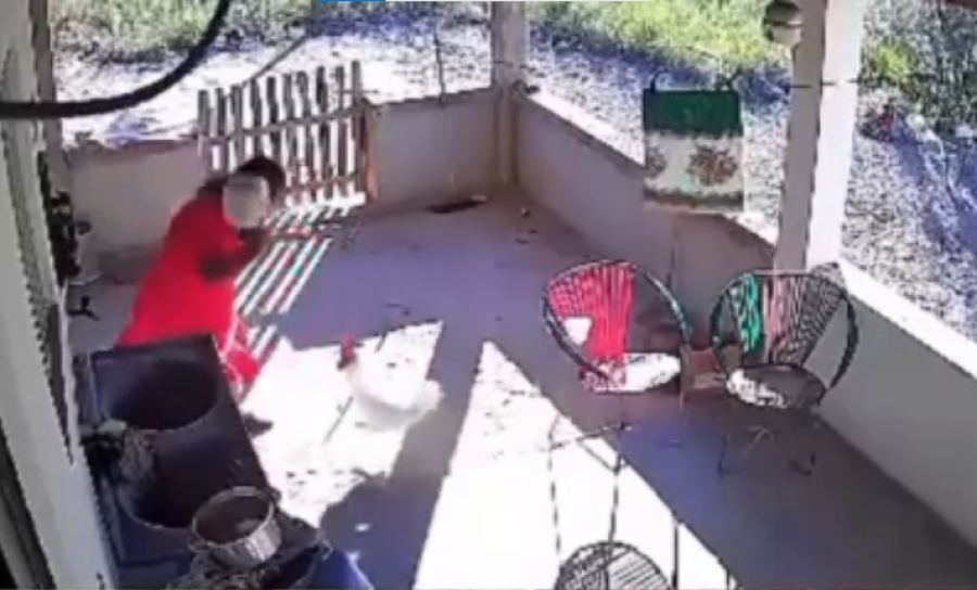 [VÍDEO] Vídeo mostra mulher reagindo a ataque de galo com panelada e cena viraliza no WhatsApp