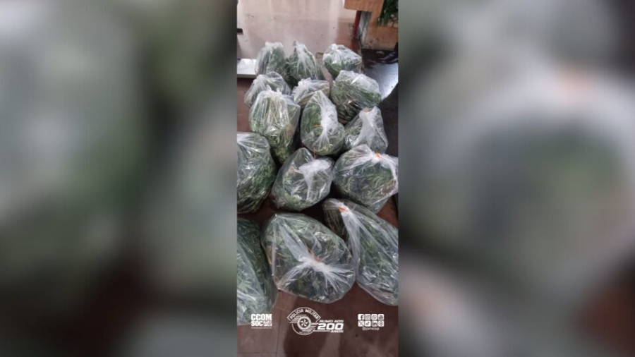 PM desarticula centro clandestino de cultivo de maconha em Itapevi