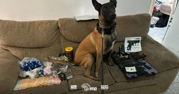 Polícia Militar Desmantela Estufa Clandestina de Drogas e Prende Criminoso por Tráfico em Itapevi/SP